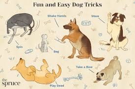 21 fun and por dog tricks any dog