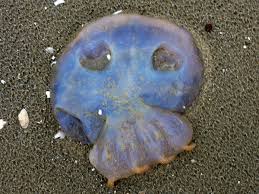 The Six Types Of Jellyfish Found In Uk Waters And What To