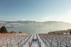 West kelowna has a diverse economy, which includes agriculture, construction, finance, food and retail services, light industry, lumber manufacturing, technology, tourism and world renowned wineries. Westside Wine Trail 1 001 Fotos Weingut Weinberg 2846 Boucherie Rd West Kelowna Bc Canada V1z 2g6