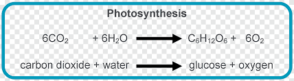 Synthesis Equation Chloroplast Light