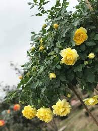 many varieties of roses plants to order