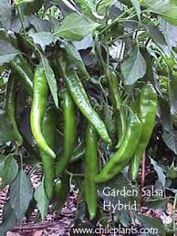 chileplants com garden salsa hybrid