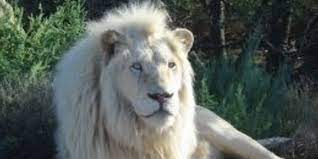 rare white lions released to wild