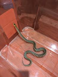 python in perth region wa reptiles