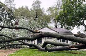 The Fate Of Trees After Storms