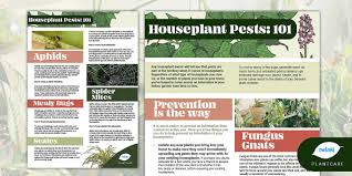 Houseplant Pests 101 A Beginners