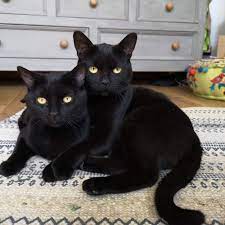See more ideas about crazy cats, cats and kittens, black cat. Pin By D Mund On Catwalk Cats Black Cat Pretty Cats