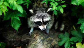 Raccoons are excellent parents and will move their babies as soon as they feel frightened. Rodent And Pest Control Squirrels Skunks Rabbits And More Royal City Nursery