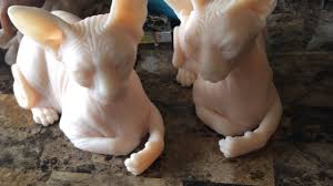 silicone hairless cats created for
