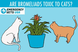 Are Bromeliad Plants Toxic To Cats No