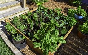 Container Gardening 101 Tips And