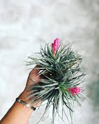 Air plants are hard to identify because of the multitude of types and because two plants of the same species can look completely different depending on climate. Definitive Guide To 5 Types Of Air Plants