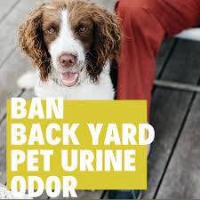 dog urine smell outside