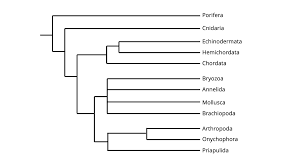 Cladogram of major animal phyla based on development. Animal Phylogeny Digital Atlas Of Ancient Life