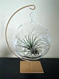 2 Glass Globe Terrarium Pot For Air