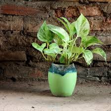 Gorgeous Indoor Plants That Love The Dark