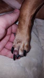 dog has a big blister on his toe its