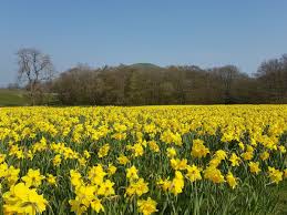 golden daffodil fields to raise money