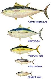 8 Best Tuna Images Tuna Yellowfin Tuna Fish Chart