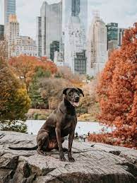 dog friendly places in nyc to visit
