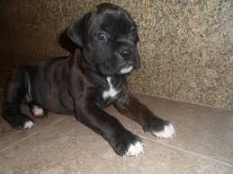 The molossus blood makes the hardworking boxer dog courageous, bright, and alert. Akc Black Boxer Puppies For Sale California