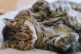 cats and kidney disease
