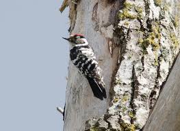10 hours of woodpecker knocking sounds: Dutch Birds Sounds And Appearance Ankiweb