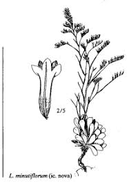 Sp. Limonium minutiflorum - florae.it