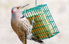 suet for birds is a superfood to keep