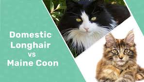 domestic longhair cat vs maine cat