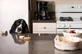 is your puppy counter surfing try