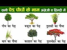 plants and trees names in english and