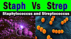 difference between staphylococcus and