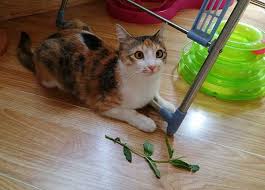 One bite of the wrong food, and your cat's nine lives could be up! Is Mint Safe For Cats Will The Herb Hurt My Feline Friend