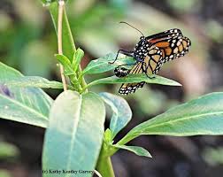 monarchs and tropical milkweed