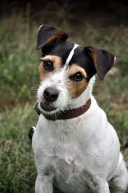 Jack Russell For Adoption gambar png