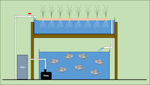 aquaponics system layout and