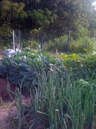 How To Grow An Organic Garden