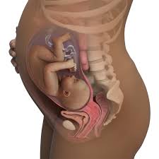 34 weeks pregnant symptoms belly