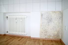 4 surprising places mold might be