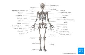 The 206 bones in the body of a human being are divided into the 126 bones of the appendicular skeleton and the 80 bones of the axial skeleton. Musculoskeletal System Main Bones Joints Muscles Kenhub