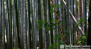 Bamboo In The Japanese Garden Real