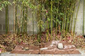 how to get rid of bamboo from your yard