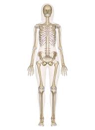Skeletal System Labeled Diagrams Of The Human Skeleton