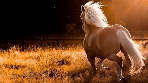 free horse wallpapers for computer