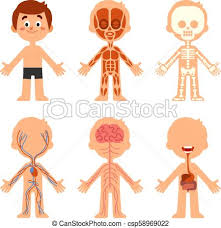 Cartoon Boy Body Anatomy Human Biology Systems Anatomical Chart Skeleton Veins System And Organs Vector Illustration