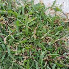 Summer Grass In Your Lawn