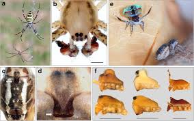 differences in spiders from
