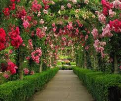 Explore The Beauty Of A Rose Garden Arbor