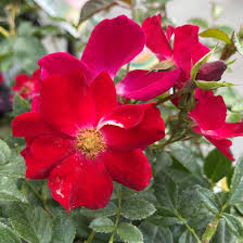 rose flower carpet red springvale